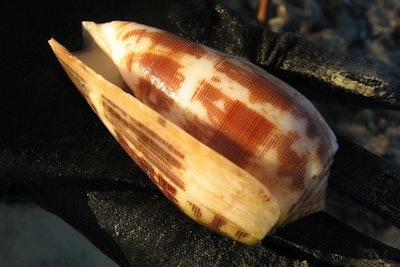 Toxic Sea Snail / Image: Phil Camil