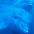 Dolphins / Image: Starkhammar