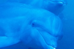 Dolphins / Image: Starkhammar