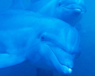 Dolphins / Image: Starkhammar