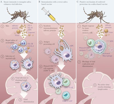 Mosquito Vaccine