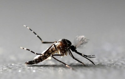 Mosquito / Image: Business Insider