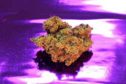 Marijuanapocalypse / Image: Rick Thompson