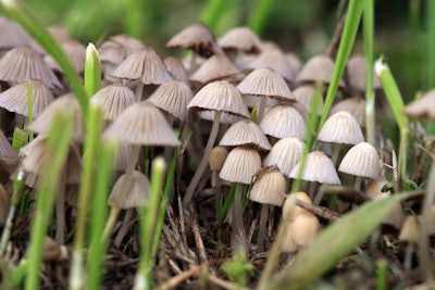 Mushrooms / Image: Getty Images