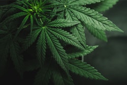 Cannabis Leaf / Image: PsyPost