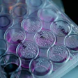 Cancer Cells in a Tray