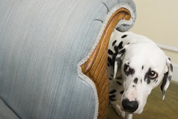 Pexion helps dogs relax. / Image: Getty Images
