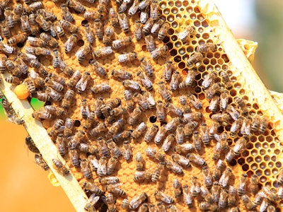 Honey Bees / Image: Bernadett Szabo