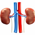 Kidneys / Image: Verywell