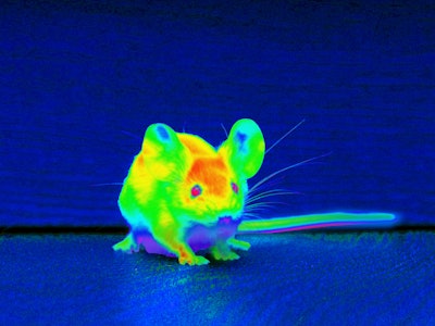 Infrared Mouse / Image: Alison Mackey