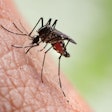 Mosquito / Image: Getty / iStock