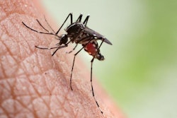 Mosquito / Image: Getty / iStock
