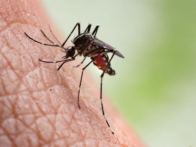 Mosquito / Image: Getty / iStock