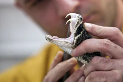Snake Venom / Image: Getty