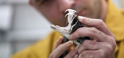 Snake Venom / Image: Getty