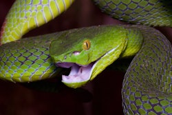 Snake / Image: Alamy Stock