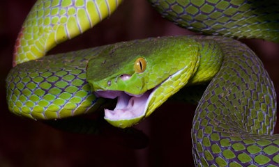 Snake / Image: Alamy Stock