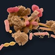 Bacteria from human feces / Image: Getty Images