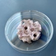 Printed Bone / Image: University Hospital of Dresden Technical University