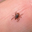 Lyme Carrier / Image: FiercePharma