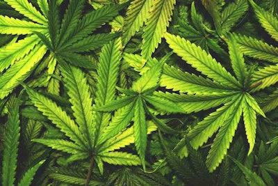 Marijuana / Image: MrDr