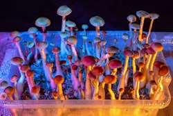 Psychedelic Medicine / Image: stock photo