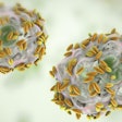 Bacteria / Image: Getty Images