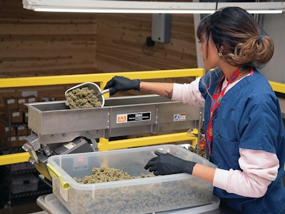 The packaging process begins with adding cannabis buds to the Eriez infeed conveyor to the weigher.