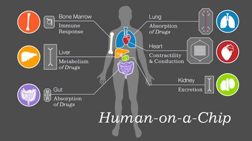 Human on a Chip
