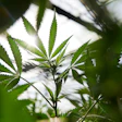 Pioneering New Cannabis Packaging Standards