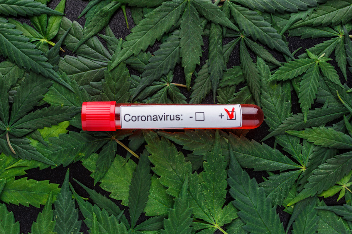 Quick Hits Cannabis May Prevent And Treat Covid 19 Healthcare Packaging