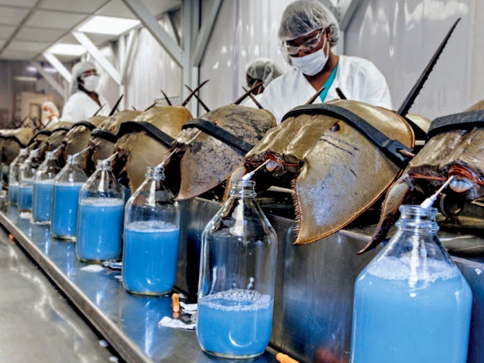 Bleeding of Horseshoe Crabs