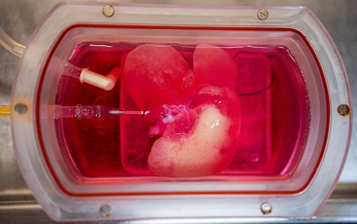 Mini Liver