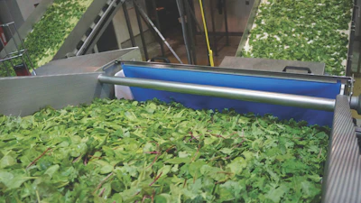 Spinach Food Inspection Technology