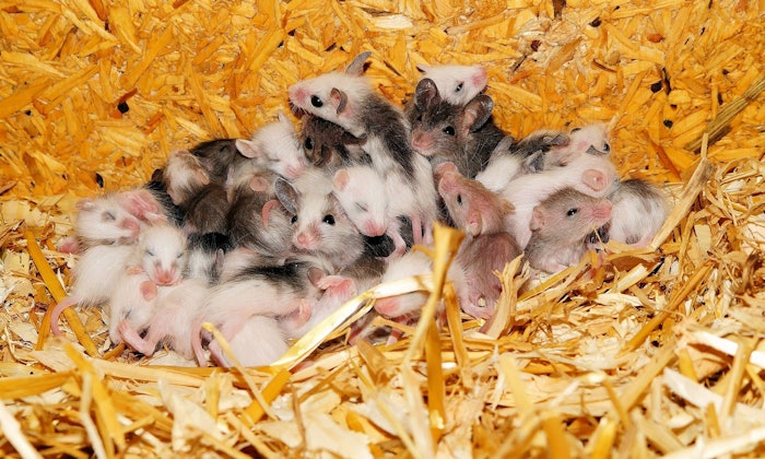 1 Mice