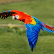 Each 'bird type' has specific ways of communicating, receiving information, and responding to crises.