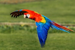 Each 'bird type' has specific ways of communicating, receiving information, and responding to crises.