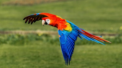 Each 'bird type' has specific ways of communicating, receiving information, and responding to crises.