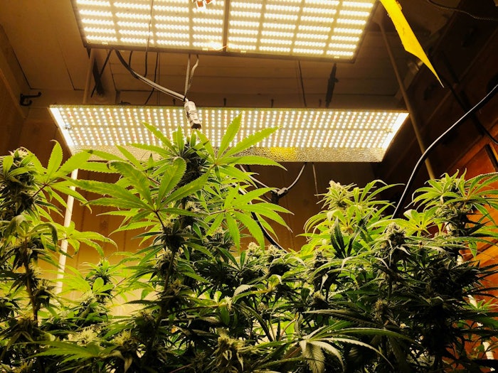 Molecular tagging and blockchain keep cannabis safe across the supply chain.