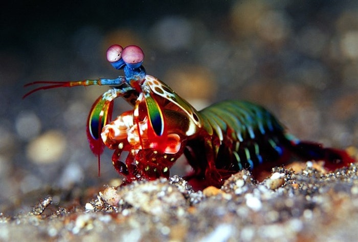 Mantis Shrimp 9752c1162b7390ba56bfe0f0edb1f66f fit 760w