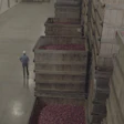 With about 80 cranberry bogs, Canneberges Bécancour processes about a half million pounds of cranberries per day during a typical harvest.
