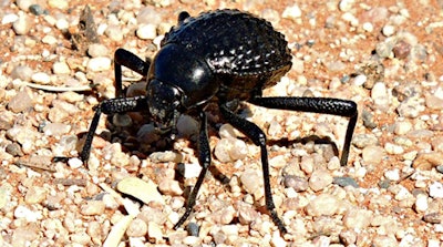 Namib desert beetles put their heads down and angle their wing scales vertically into the flow of desert fog. Water droplets aggregate on bumps on their wings, and run down troughs between the bumps so the insects can drink. (Image credit: Biomimicry Institute)