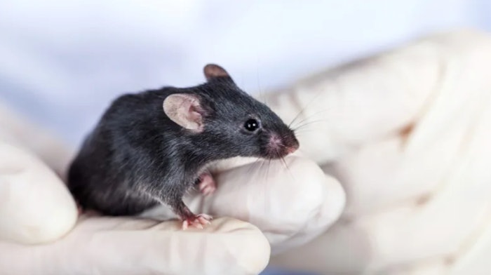 Mouse