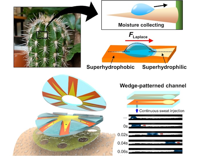 Cactus Patch