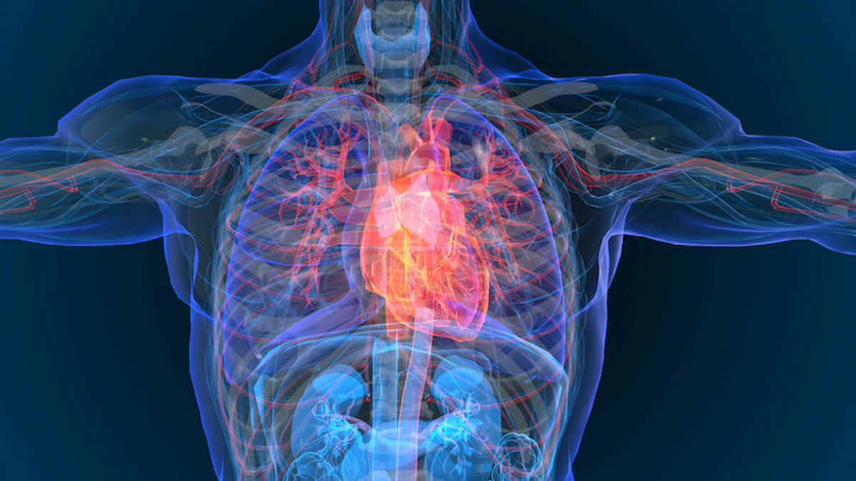 New Biomaterial Can Repair Organs and Muscles - Vimarsana News