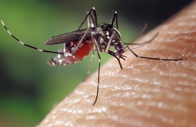 800px Aedes Albopictus On Human Skin