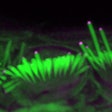 Scienceimage
