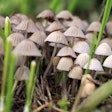 Psilocybin Mushrooms 092618