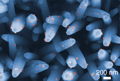 Nanowires For Tumor Assay