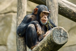 Pexels Susanne Jutzeler Sujufoto 17853690